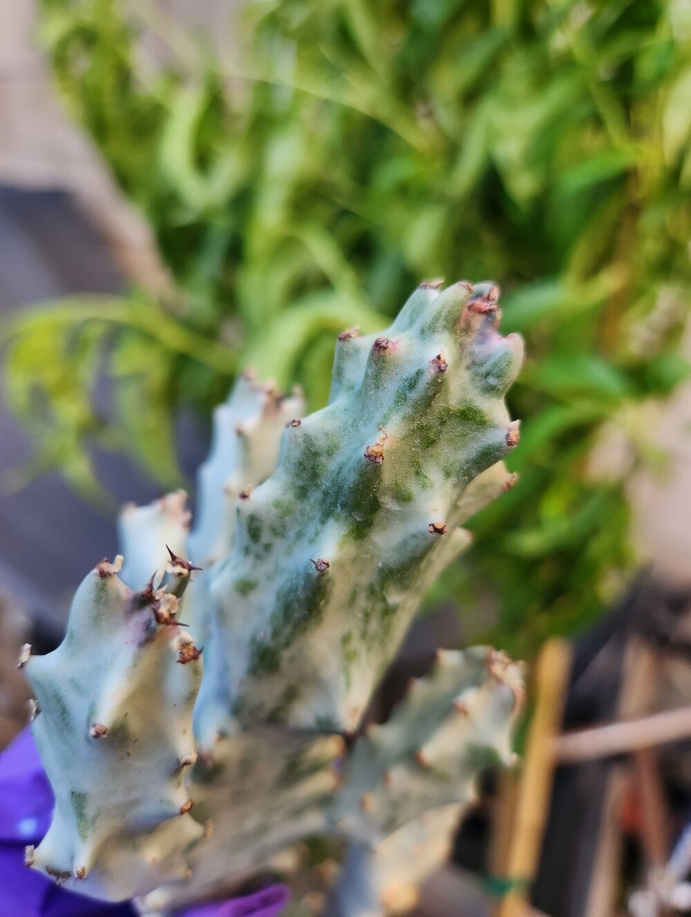 RARE 10" Euphorbia Lactea Ghost Variegated Dragon Bones With multiple arms - Picture 6 of 14